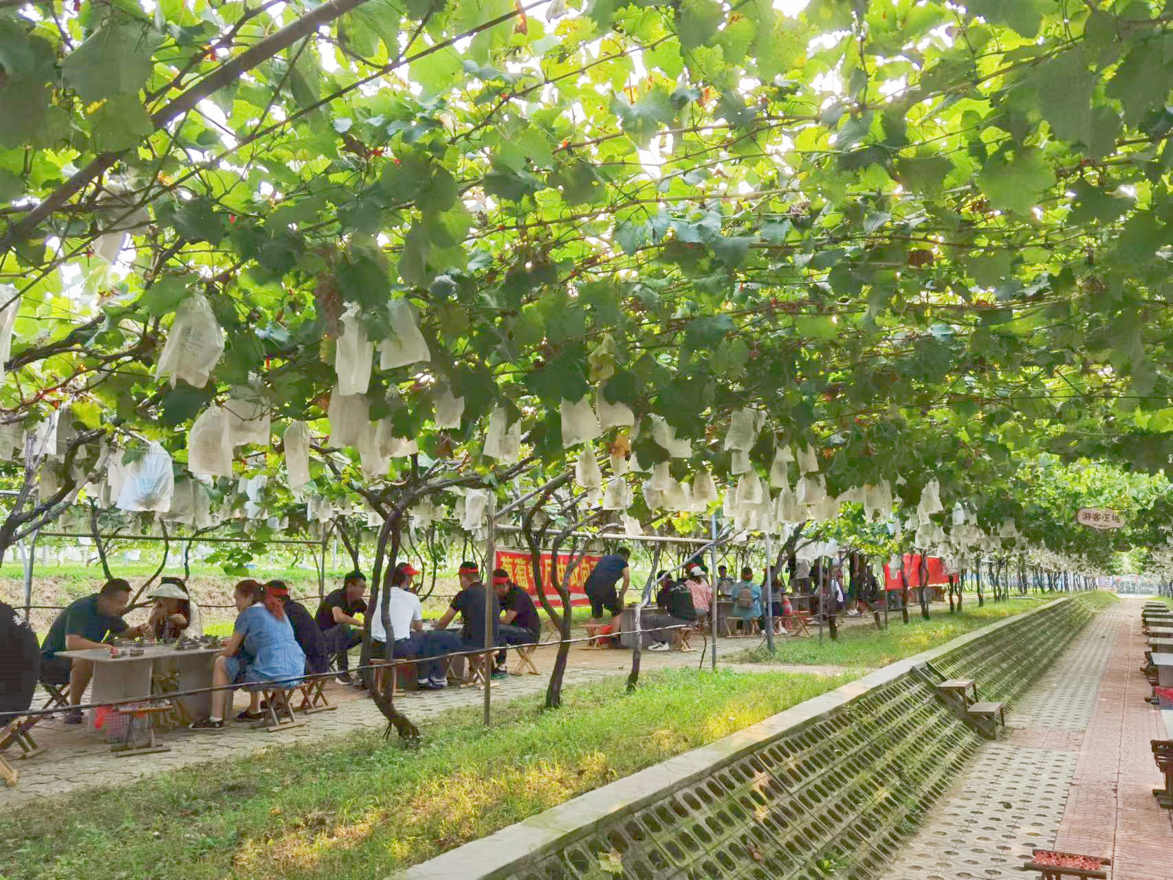 葡甜同乐 萄醉大泽 第36届中国大泽山葡萄节在平度开幕