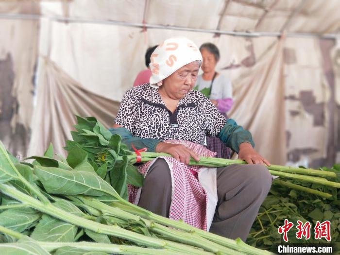 工人在种植基地将采摘的向日葵捆把。 赵国华 摄