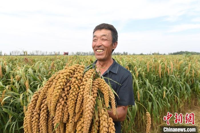 图为种植户展示自家种的谷子。　高雷 摄