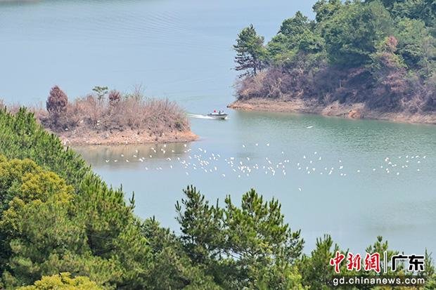图为一群白鹭在南水湖湖面上盘旋。中新社记者 陈骥旻 摄