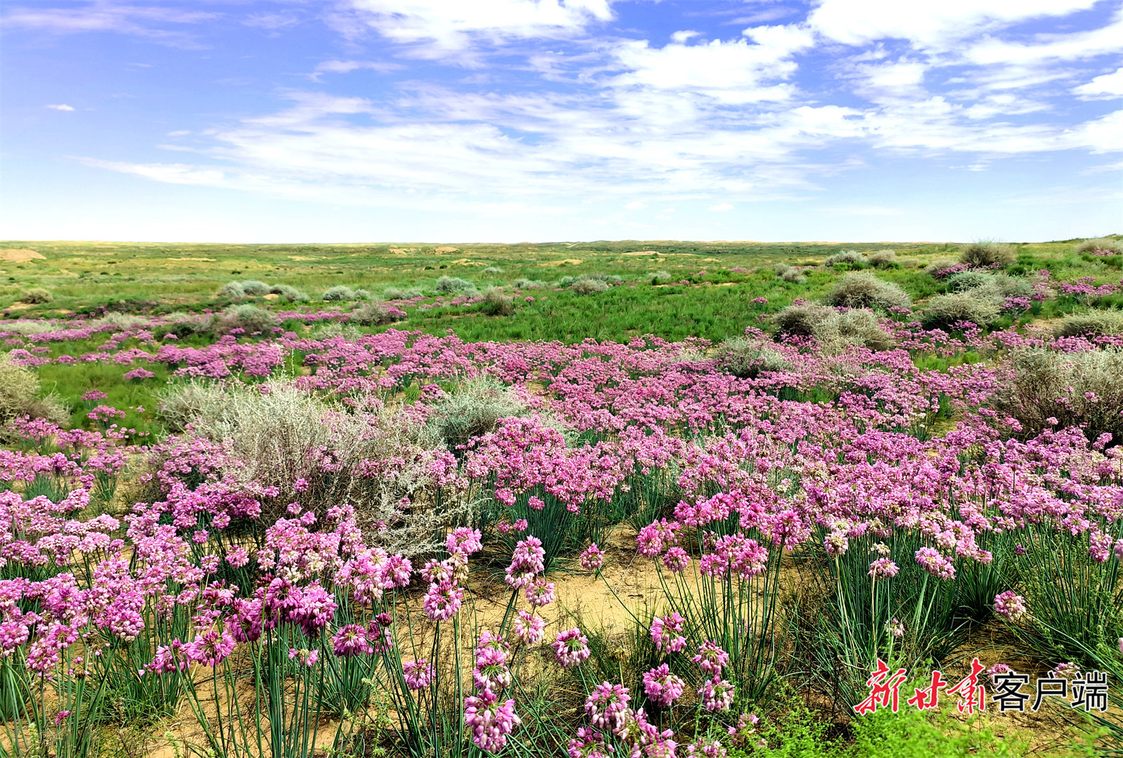 古浪县北部沙区旱麻岗一带，盛开的野沙葱花，为沙漠增添活力和生机。新甘肃&middot;甘肃日报记者 金奉乾 摄