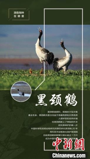 国家濒科委发布的“濒危物种在哪里”系列海报之“黑颈鹤”。　国家濒科委 供图