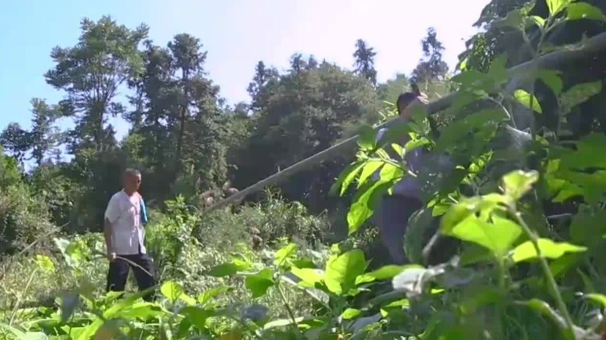 田先敏坚持几十年如一日地编织，开办竹编工艺厂为瑞昌竹编开出一条路