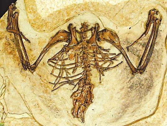 玉门甘肃鸟化石