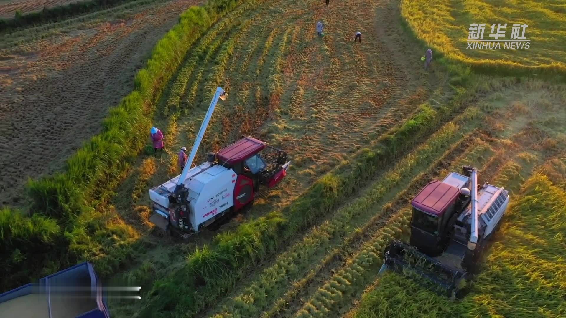 四季旅行·豫见廿四节气|河南潢川:风吹稻黄迎丰收_凤凰网视频_凤凰网