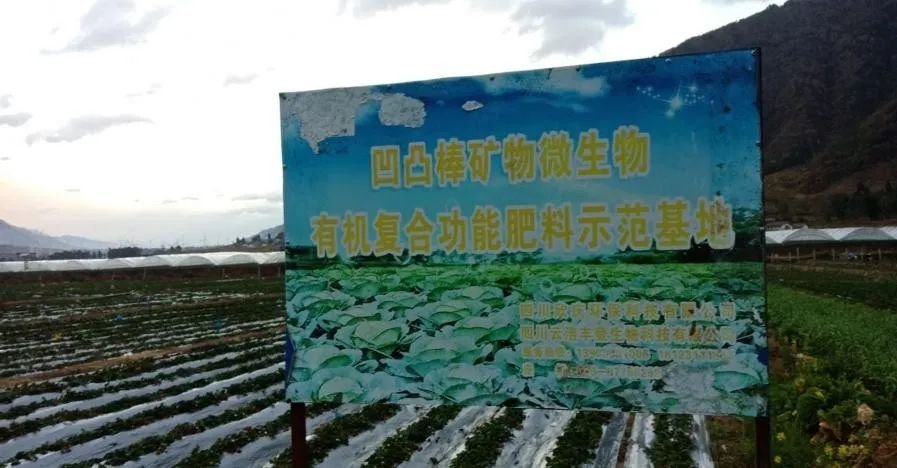 凹凸棒矿物复合微生物肥料在四川大凉山的草莓示范基地