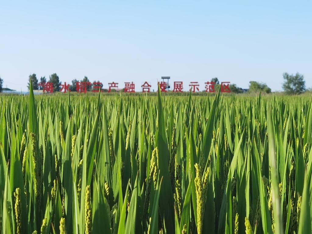 潍坊市寒亭区种植基地的万亩耐盐碱水稻。新华社记者杨文 摄