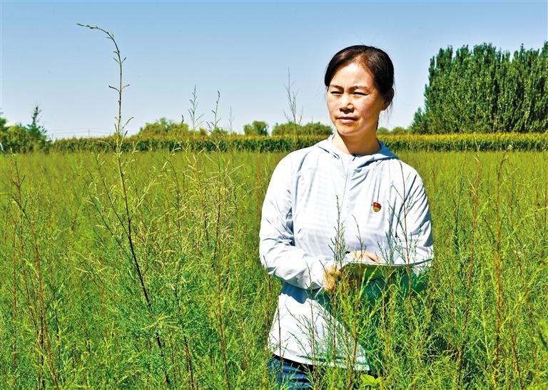 在治沙一线忙碌的姜莉玲