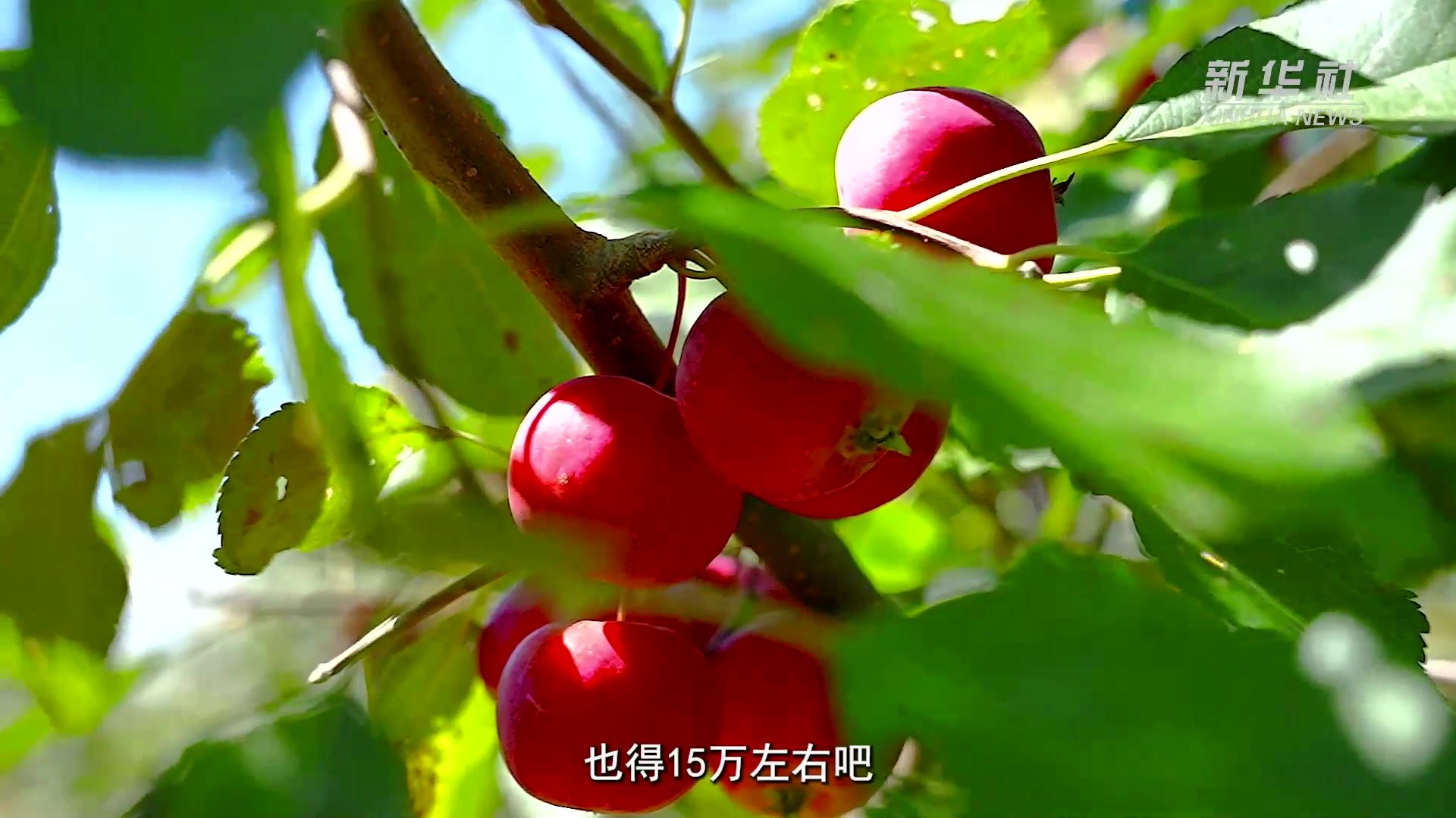内蒙古扎兰屯：沙果视角看丰收凤凰网视频凤凰网 