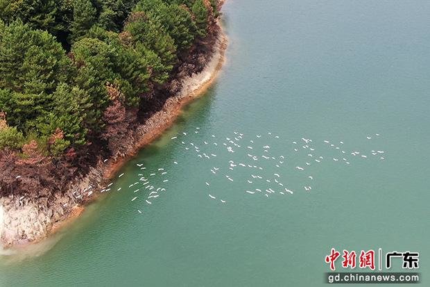 图为一群白鹭在南水湖湖面上盘旋。中新社记者 陈骥旻 摄