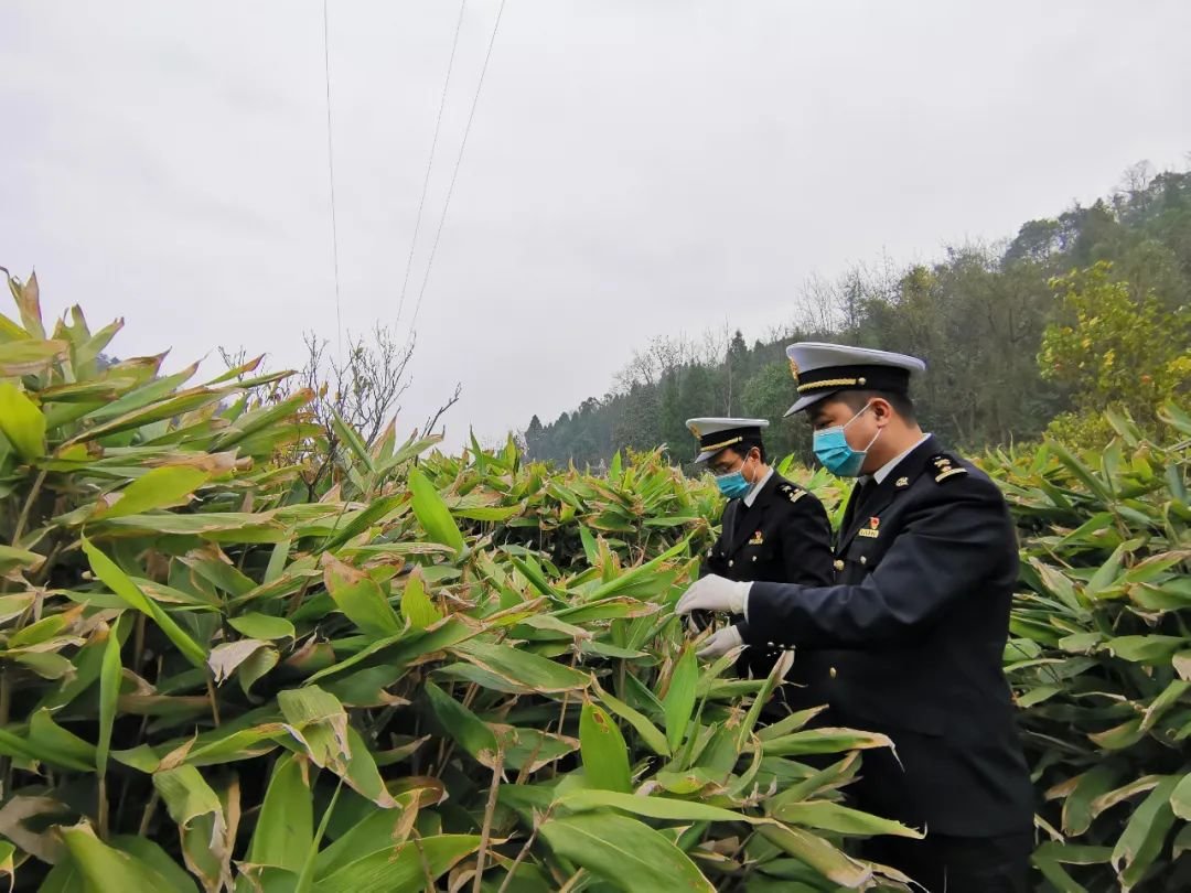 关员在张家界粽叶出口生产基地实地调研
