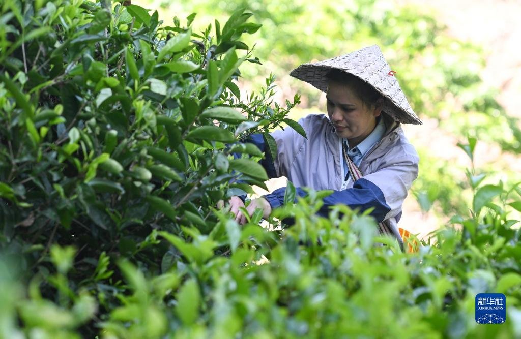 海南省五指山市水满乡毛纳村茶农在茶园采茶（2022年4月10日摄）。 新华社记者 杨冠宇 摄