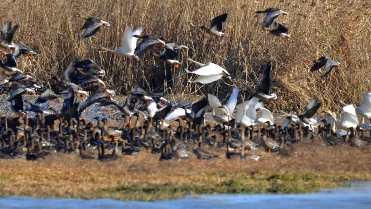 湿地保护区被称为“珍禽王国”，摄影爱好者俨然成为宿鸭湖的宣传大使