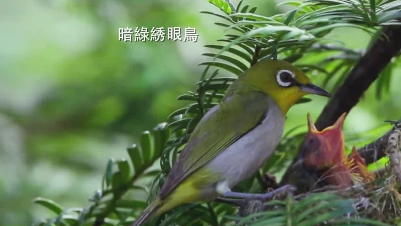 刚出生的幼鸟体型娇小且脆弱，各类鸟儿在安全庇护所上各显神通