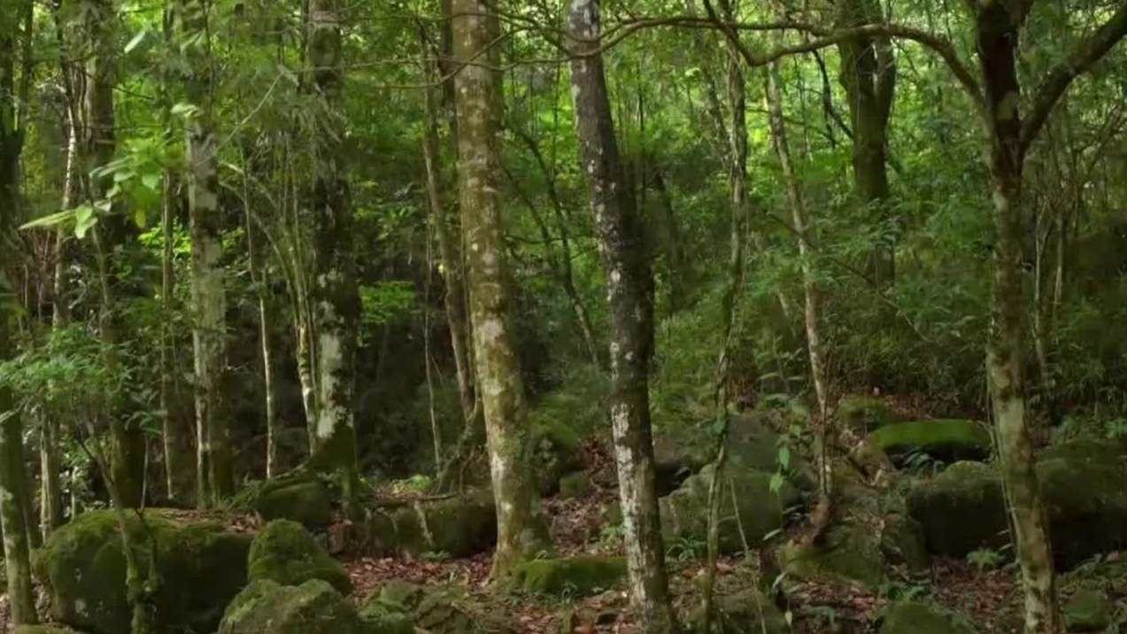 为尽快恢复活力眼镜王蛇被迫离开丛林，为争领地与舟山眼镜蛇展开“对决”