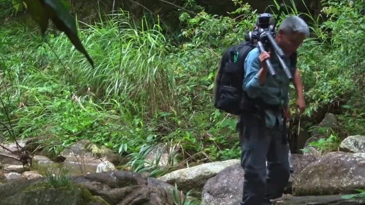 莽山原矛头蝮有“蛇中大熊猫”之称，运气不错的摄制组拍到了莽山原矛头蝮