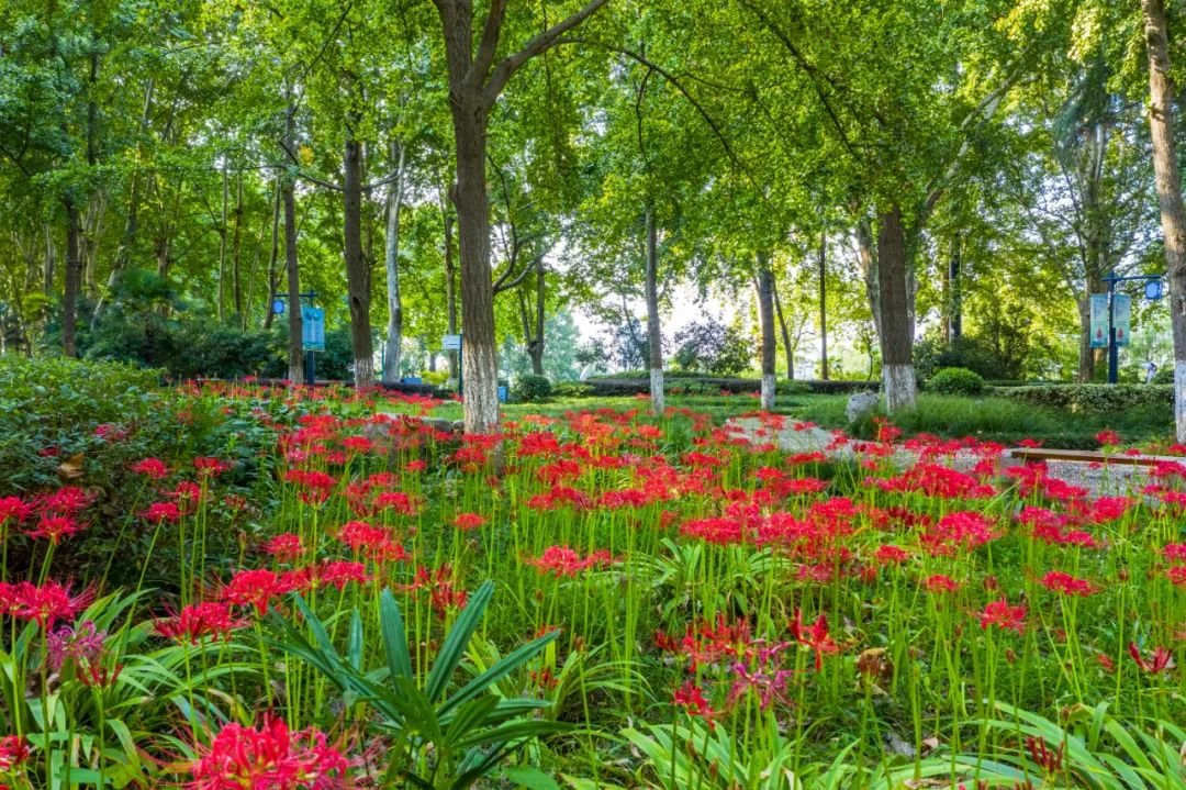 九月,玄武湖景区的红花石蒜逐渐进入盛花期.