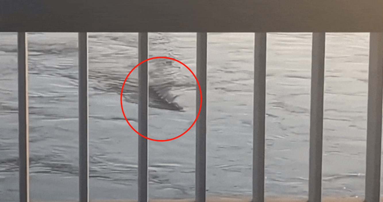 韩国汉江"水怪"真身曝光 网友拍下清晰画面_凤凰网资讯_凤凰网