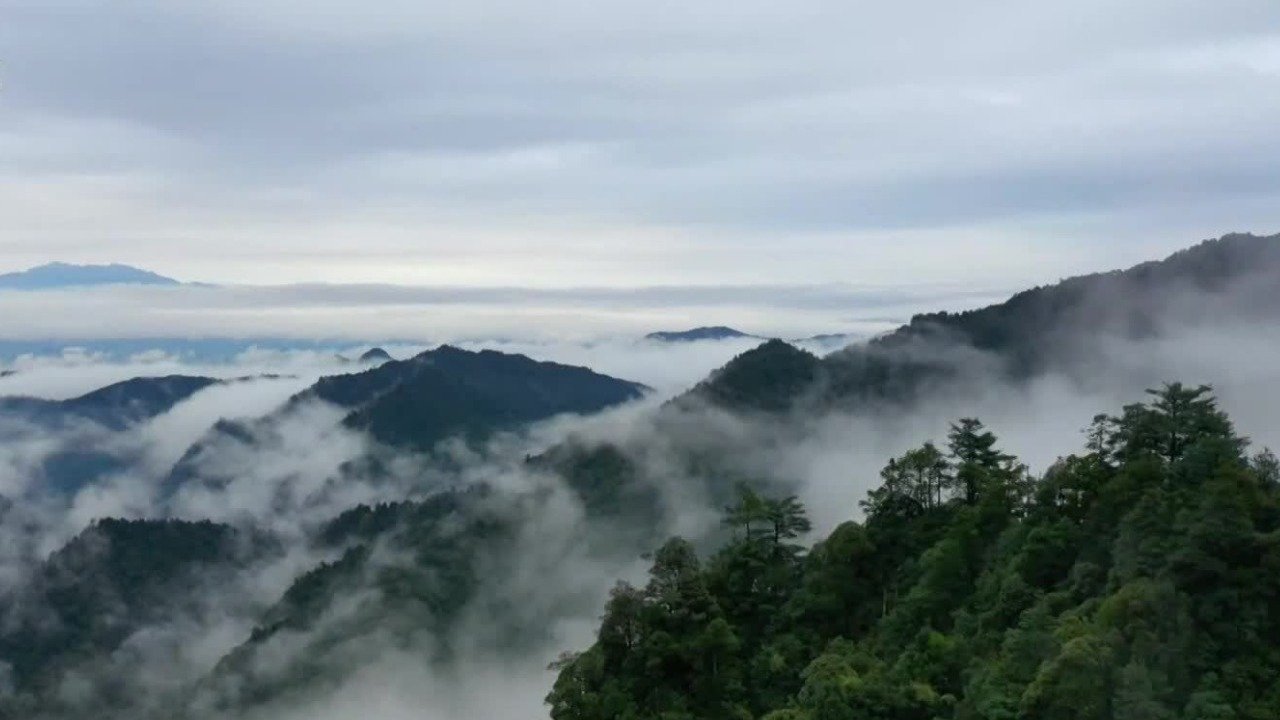 为了种族的延续，丛林里的生物不得不将自身特长发挥到极致