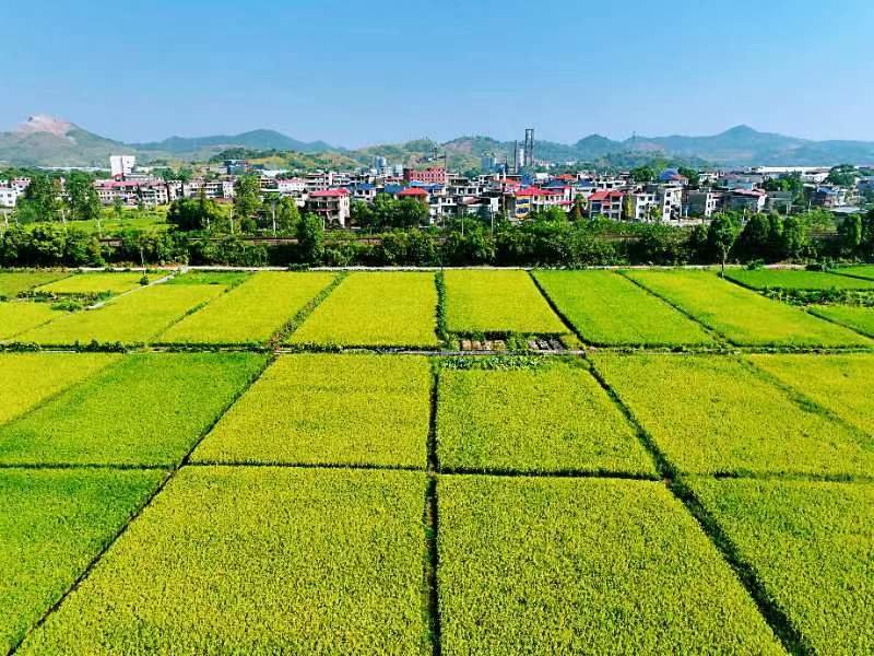 江西萍乡青山镇：千亩稻田丰收在望