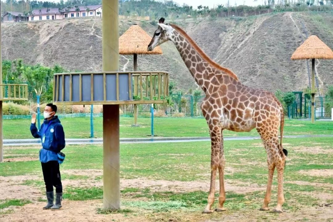 兰州人接“福利” 野生动物园19日免费开放