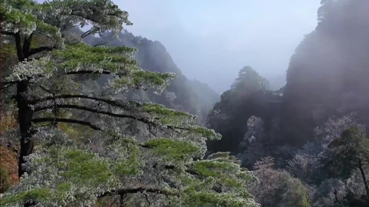 南岭是树荫的帝国，这里是地球上唯一一块成片的华南五针松的生长地