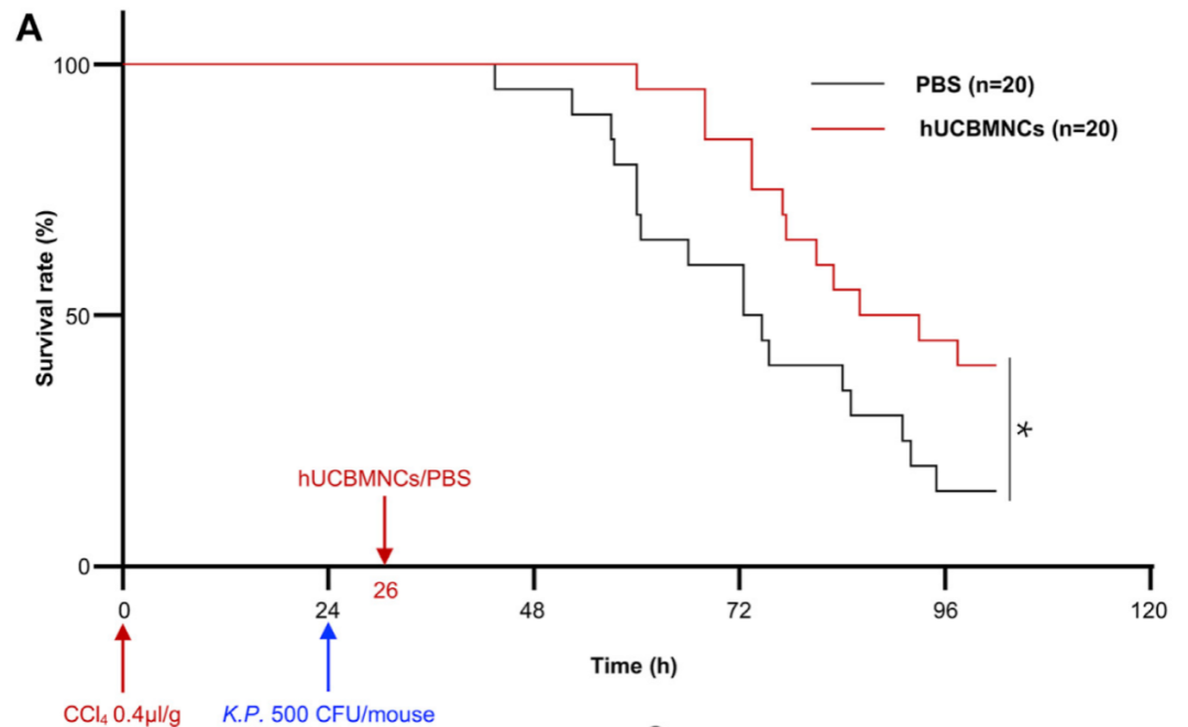 脐带血单个核细胞可有效延长肝受损小鼠生命