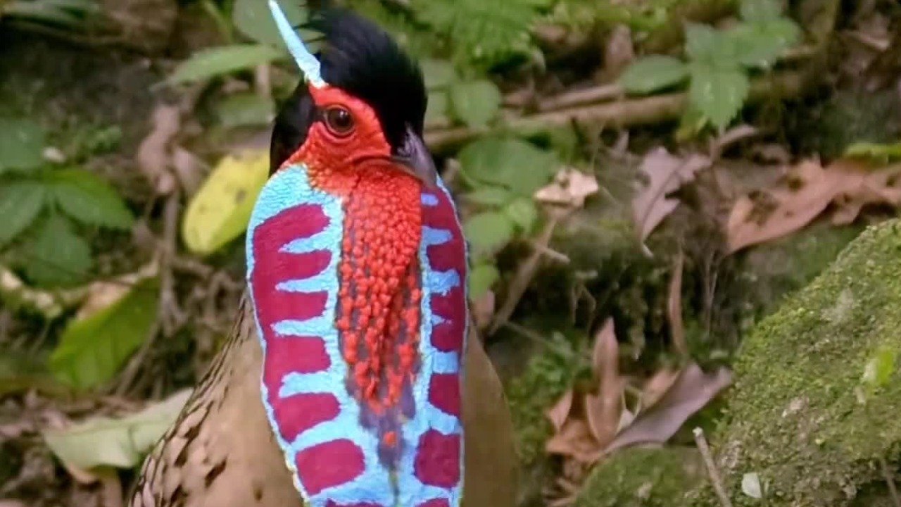 黄腹角雉求偶大作战:蓝色的肉角不停抖动,身前的鲜艳肉裙张扬而美丽