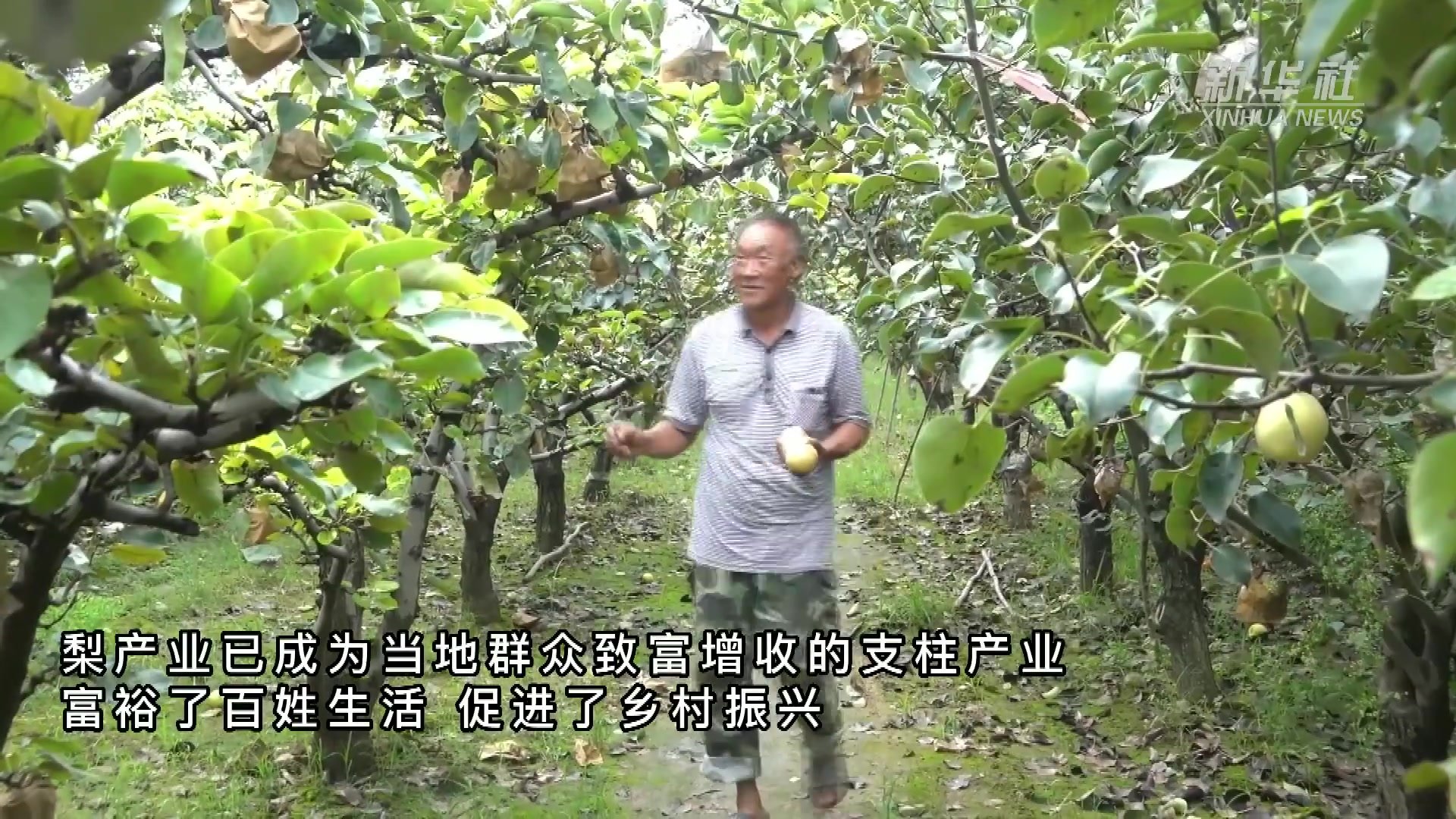 河南：金秋时节 水果飘香