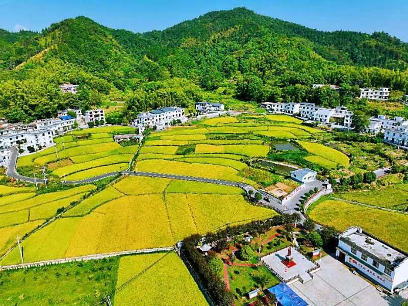江西萍乡青山镇：千亩稻田丰收在望