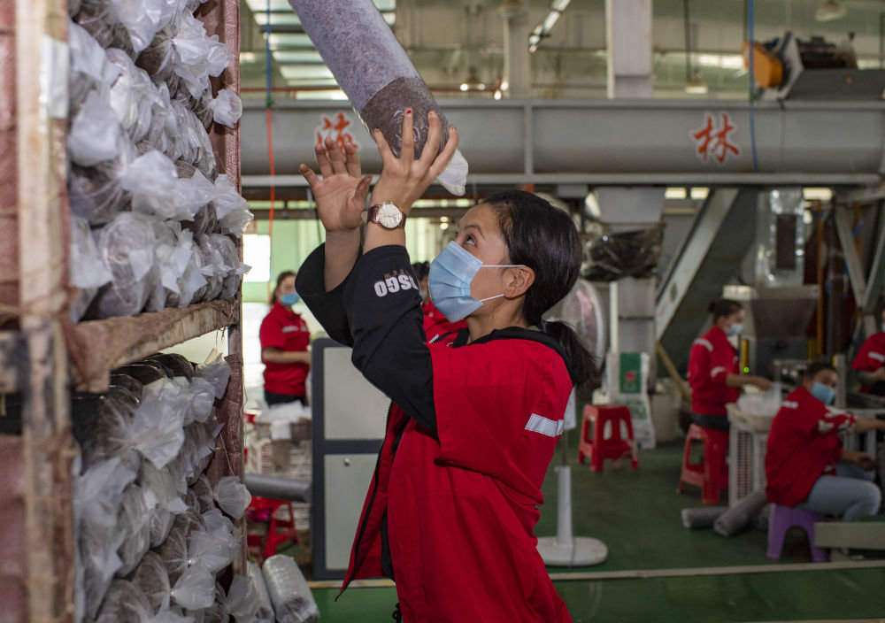 新疆墨玉县萨依巴格乡村民阿孜古丽&middot;阿卜力提甫在当地一家菌业公司的菌种装袋车间工作（2020年9月22日摄）。新华社记者 胡虎虎 摄