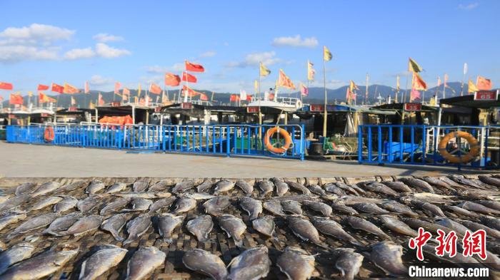 海边的“晒秋” 吴立高供图