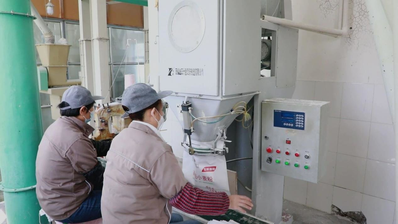 在邹城市玉昕面粉有限公司生产车间，工人们熟练地将输送带上的面粉袋进行封口