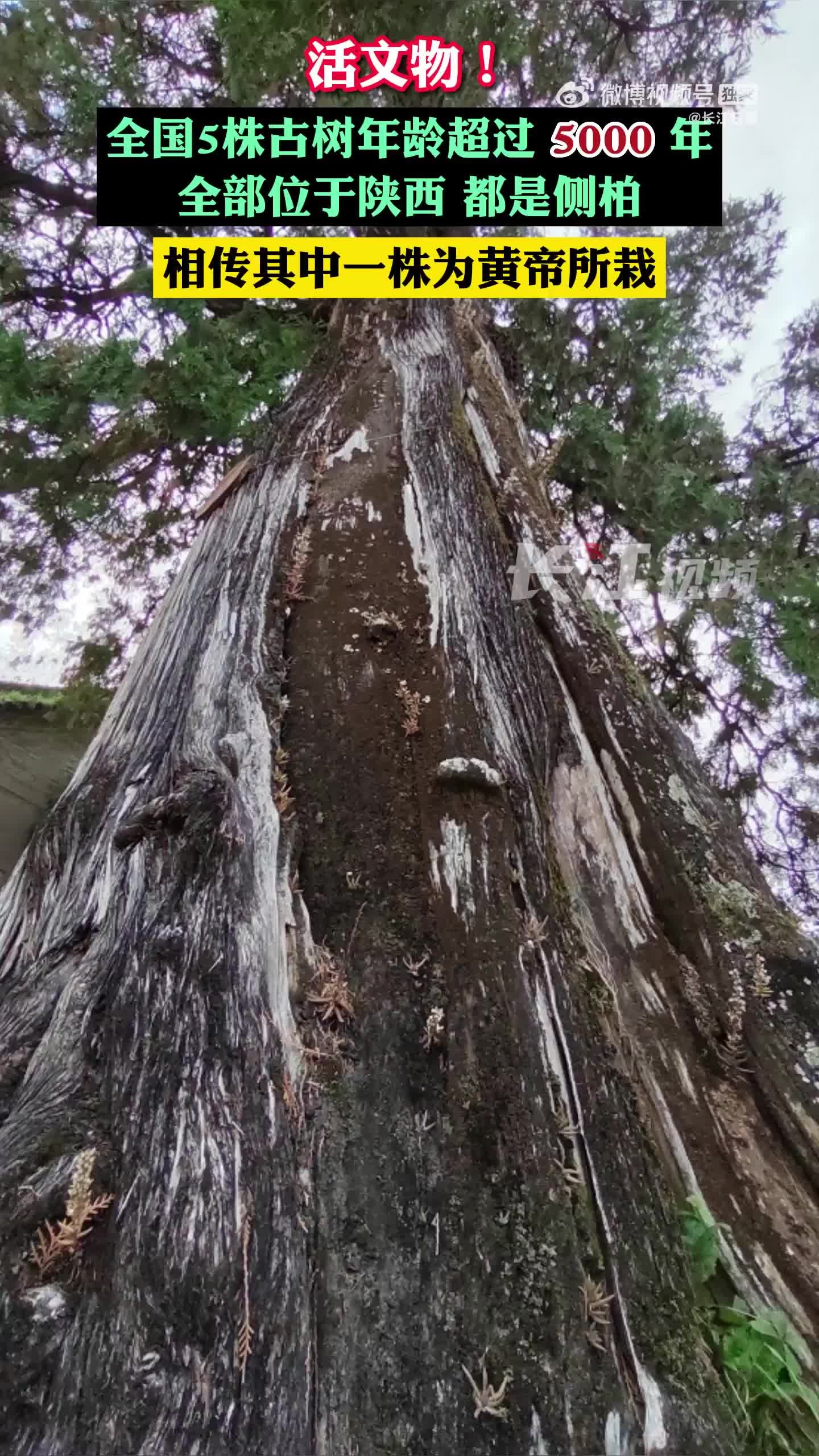 全国仅有的5株5000岁古树都在陕西