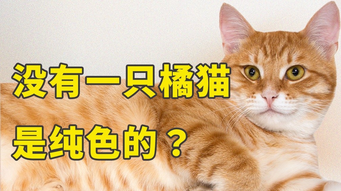 橘猫这么可爱，它的花纹哪来的？