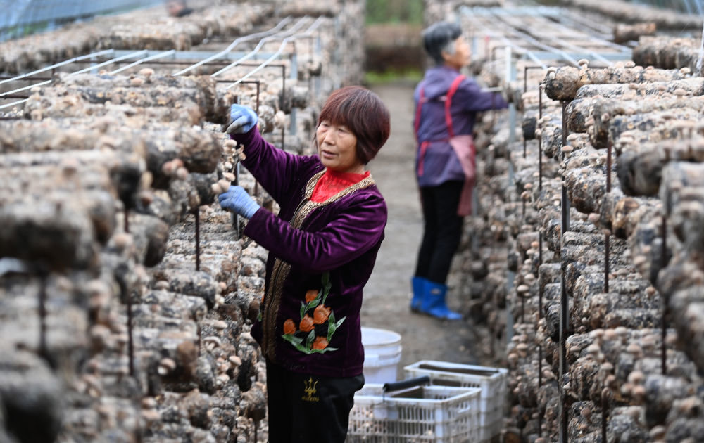 陕西汉中市城固县桔园镇陈家湾村村民在本村的股份经济合作社香菇大棚采摘香菇（9月20日摄）。
