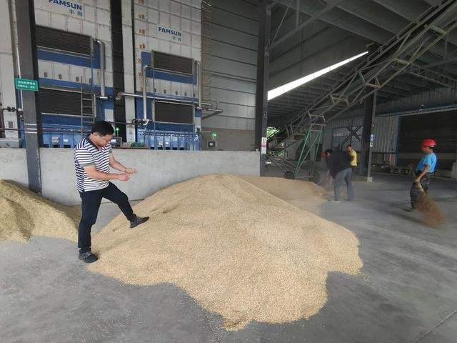 李杰（左一）在查看稻谷。新华社记者 周勉 摄