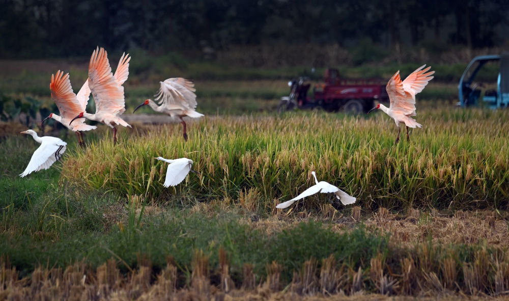 朱鹮和白鹭在陕西汉中市洋县纸坊街道周家坎村稻田里飞翔（9月10日摄）。
