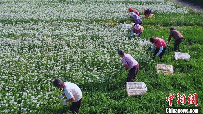 村民们正在采摘韭菜花。　张保卫 摄