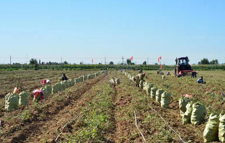 千亩红薯喜获丰收，石家庄正定县特色产业助推乡村振兴