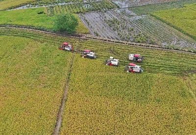 时值秋收，农业大省四川省各地农田里一片繁忙的收割景象。 新华社图片