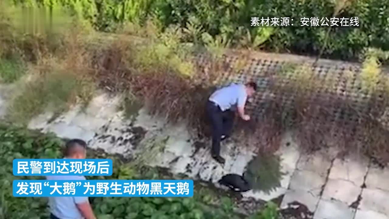 野生黑天鹅受伤，民警暖心救助