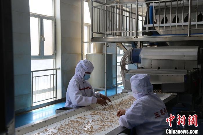 图为平泉市一家果品加工企业车间内，工人正在挑选果仁。　石任高娃 摄