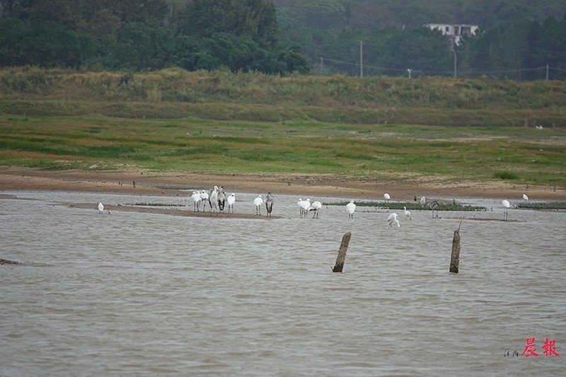 鄱阳湖迎来今年首批越冬候鸟：为9只白琵鹭 抵达时间比去年晚了10天凤凰网江西_凤凰网