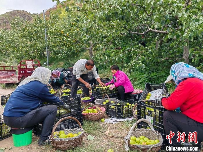 图为榆树林子镇连云海村村民正在把摘好的梨装箱。　胡倩楠 摄