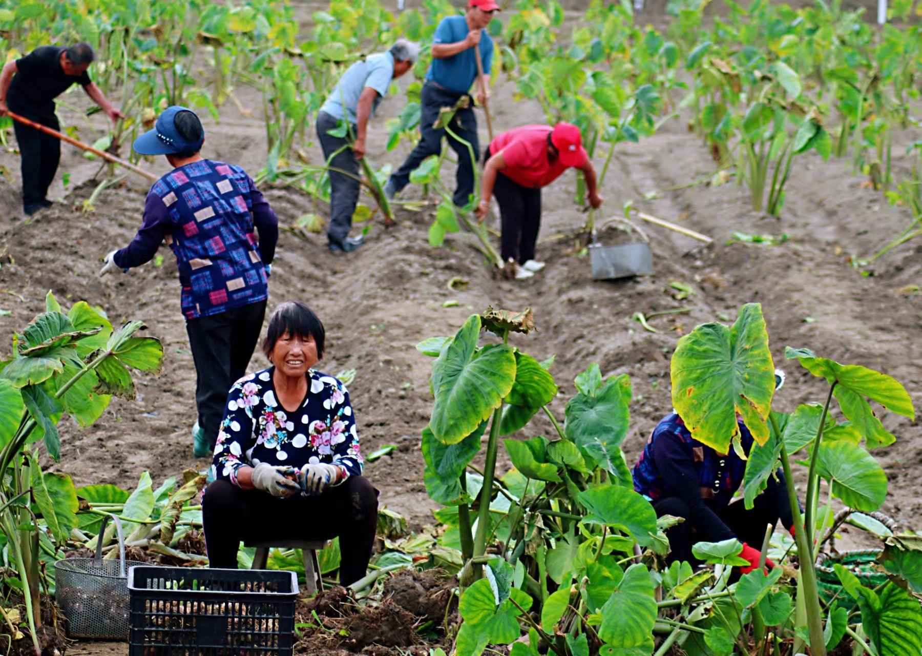 2022年中国农民丰收节江苏主场活动在泰兴隆重举行