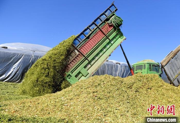 武强县一家奶牛养殖企业，工人正在运送青贮玉米饲料。　苏小立 摄