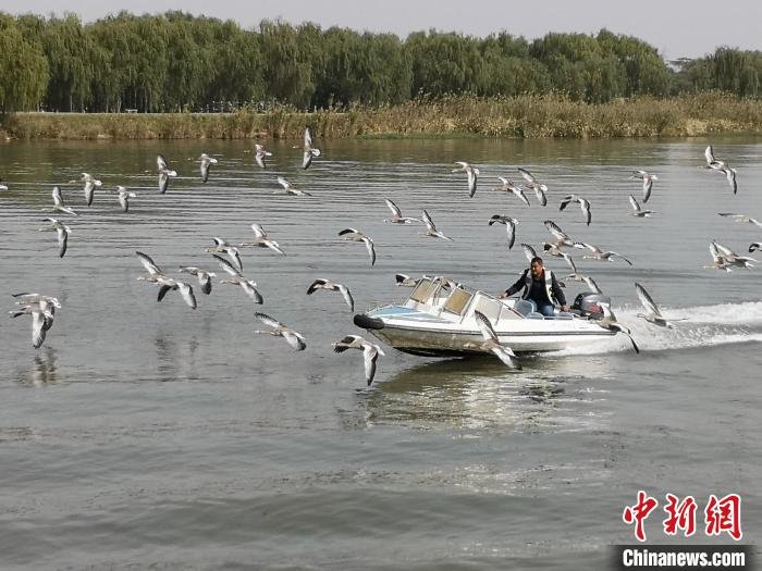 鸿雁贴着湖面飞行。　沈春良 摄