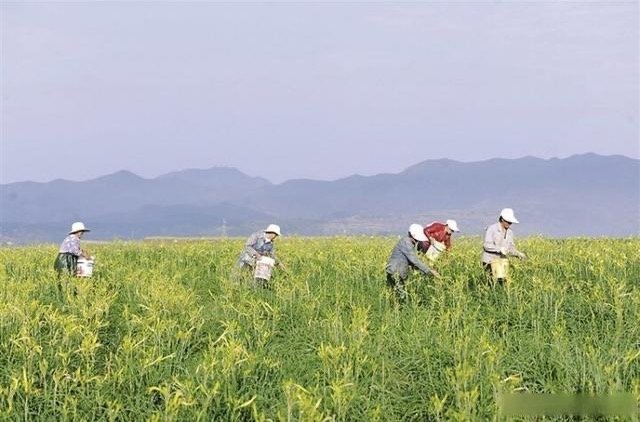 图为方山县水沟湾村的有机黄花种植农田，农民在采摘黄花。 吕梁日报记者 刘亮亮 摄