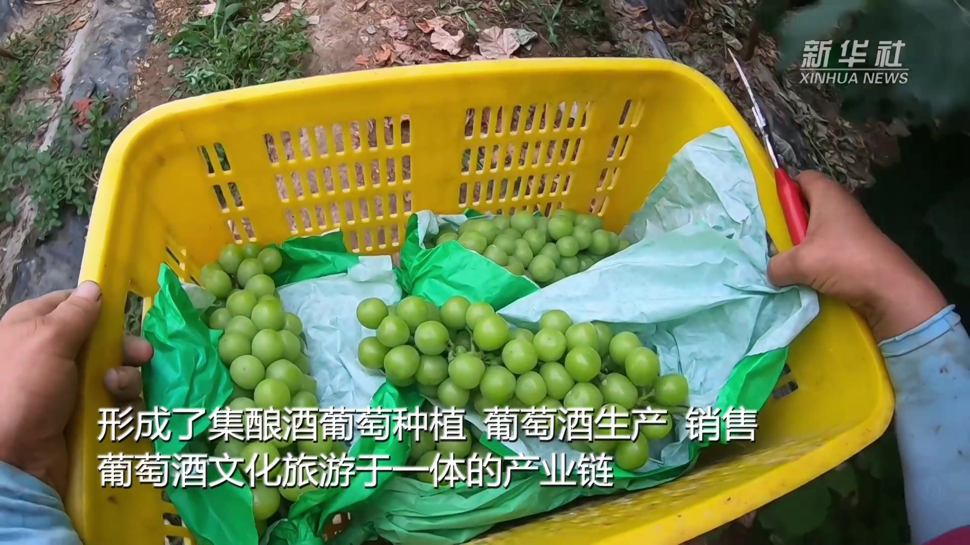 新疆乌什县：3万亩葡萄丰收